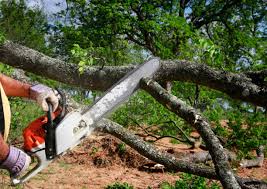 Best Emergency Tree Removal  in Lathrup Village, MI