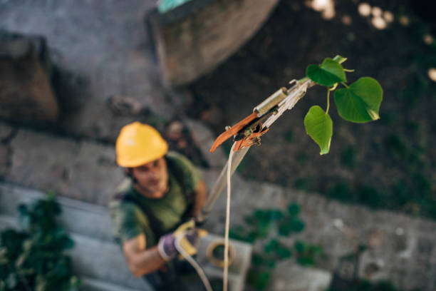 Best Arborist Consultation Services  in Lathrup Village, MI