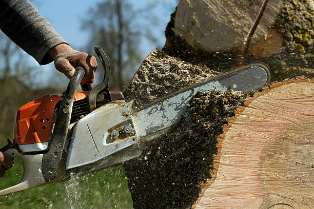 Why Choose Our Tree Removal Services in Lathrup Village, MI?